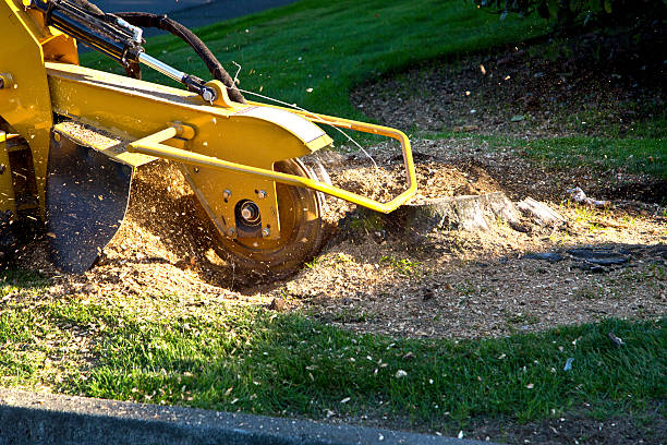 Lebanon, OH Tree Services Company